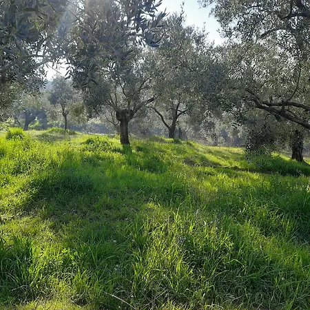 Ionia Aydın