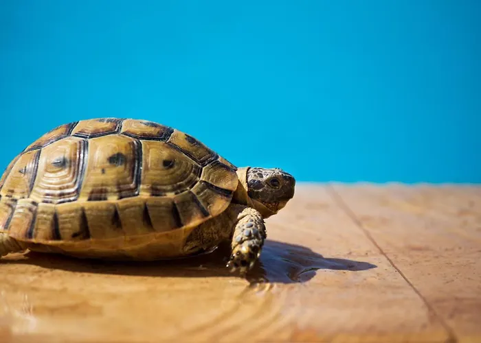 Гостевой дом Ionia